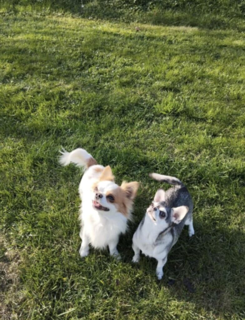 Two small dogs standing on grass looking upward.