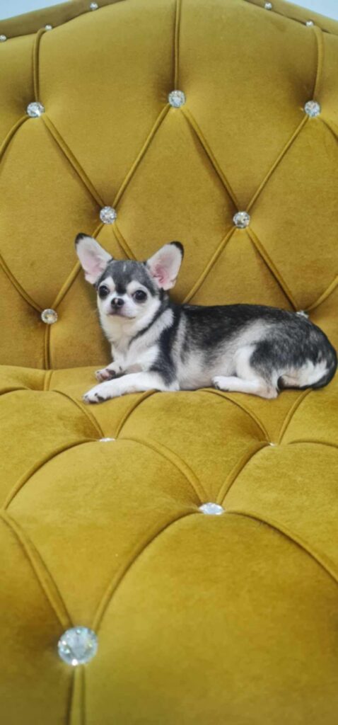 Chihuahua sitting on ornate yellow chair