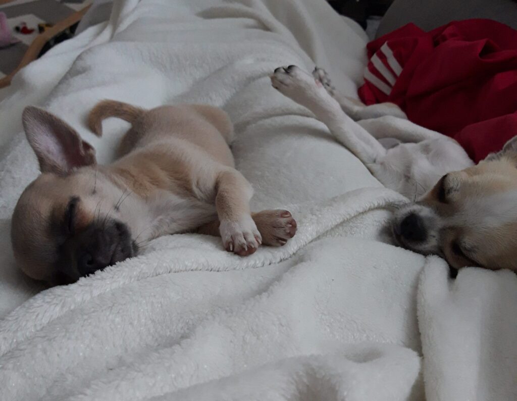Two chihuahuas sleeping on a cosy blanket.