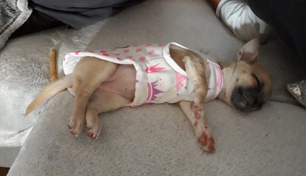 Schlafender Chihuahua im Kleid auf Sofa