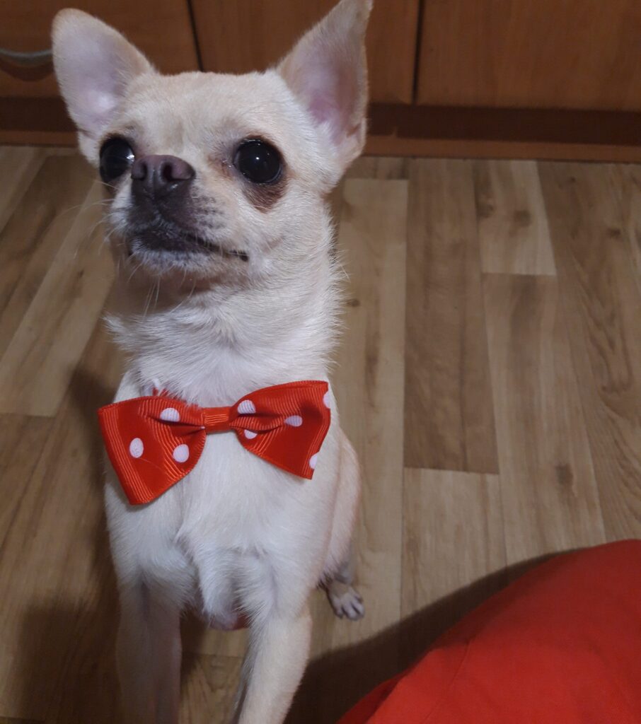 Chihuahua wearing polka dot bow tie indoors.