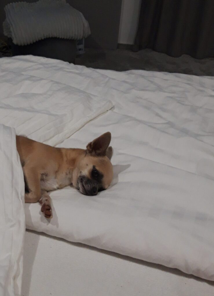 Chihuahua sleeping under a white duvet on bed.