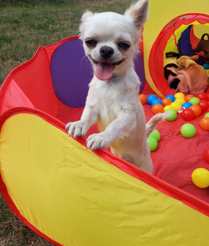 Smiling dog in colourful ball pit outdoors.
