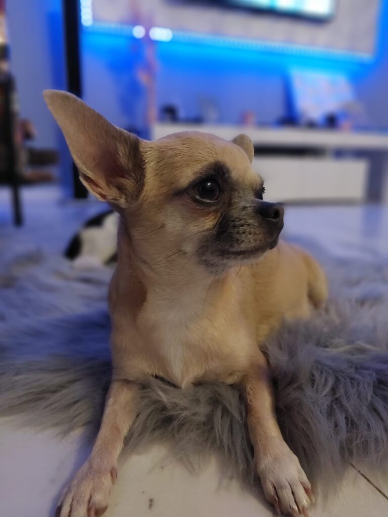 Chihuahua liegt auf grauem, flauschigem Teppich.