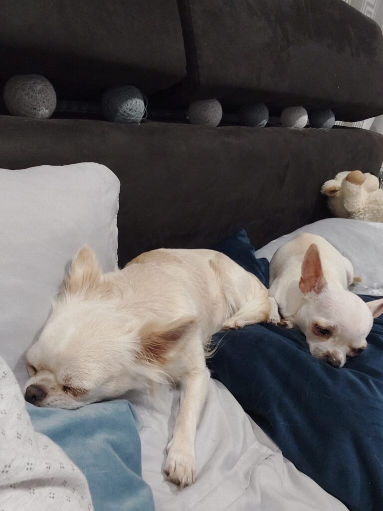 Zwei Hunde schlafen auf Kissen auf einem Sofa.