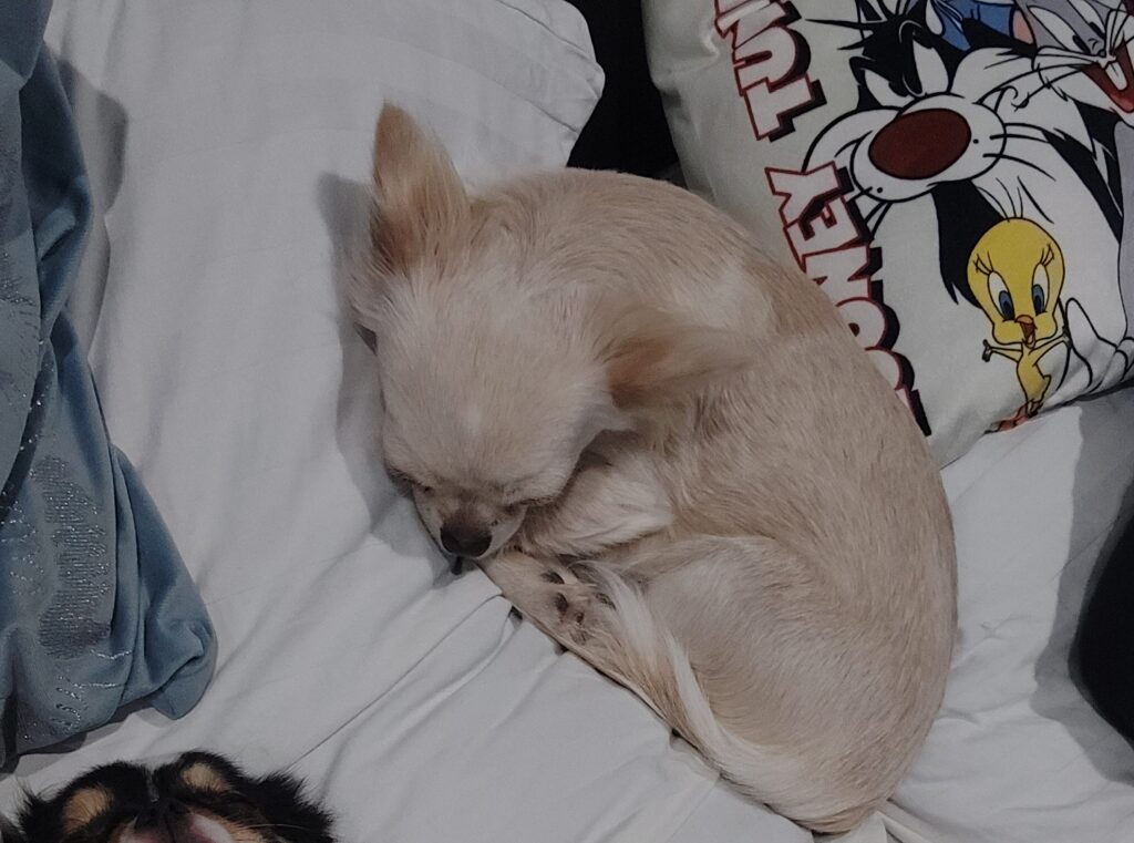 Chihuahua sleeping on bed with cartoon pillow