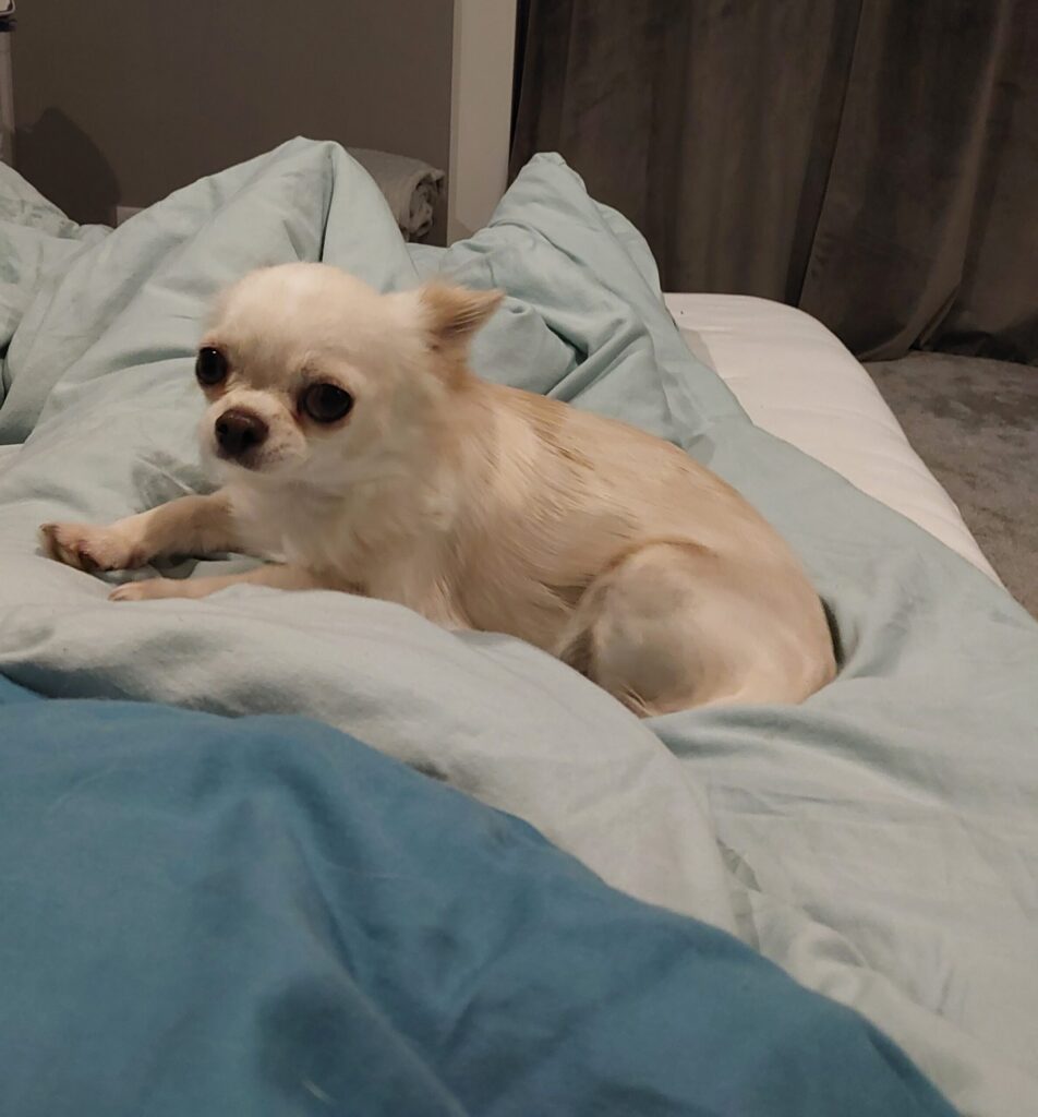 Weißer Chihuahua liegt auf blauem Bett.