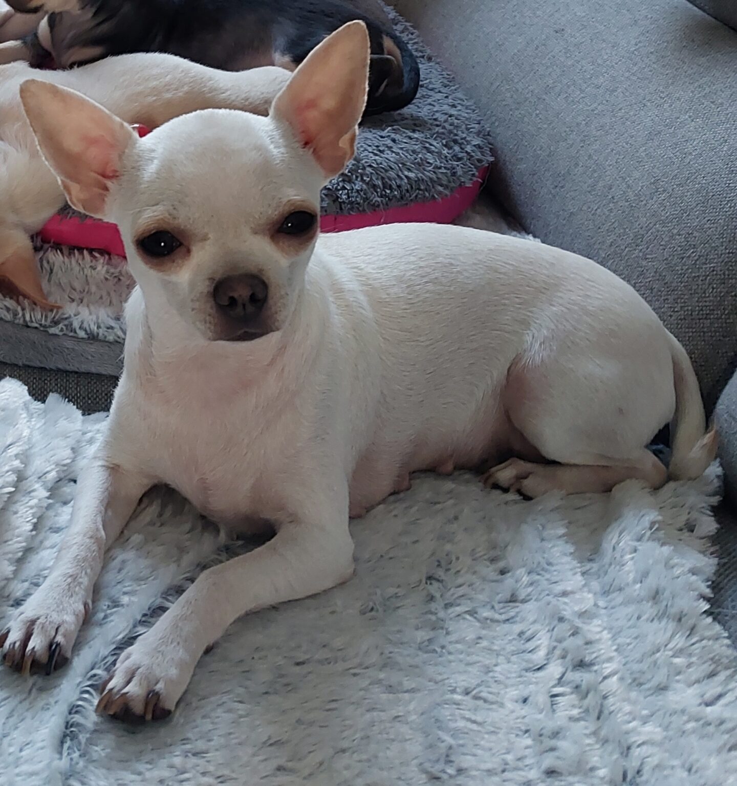 Weißer Chihuahua liegt auf grauer Decke.