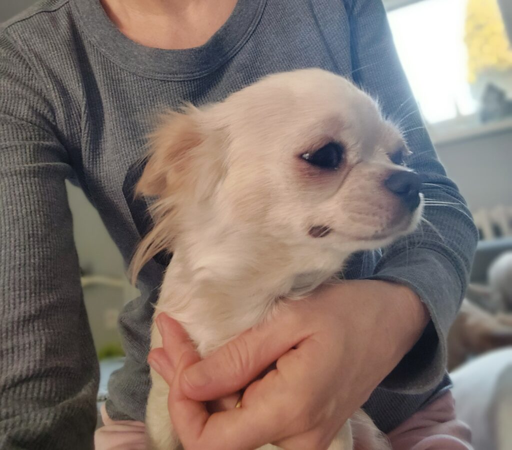 Person hält kleinen weißen Hund im Arm.