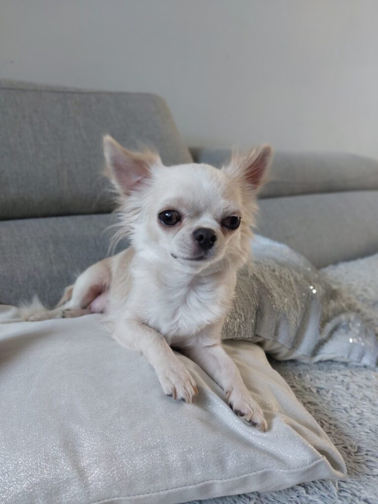 White Chihuahua on grey sofa with cushions.
