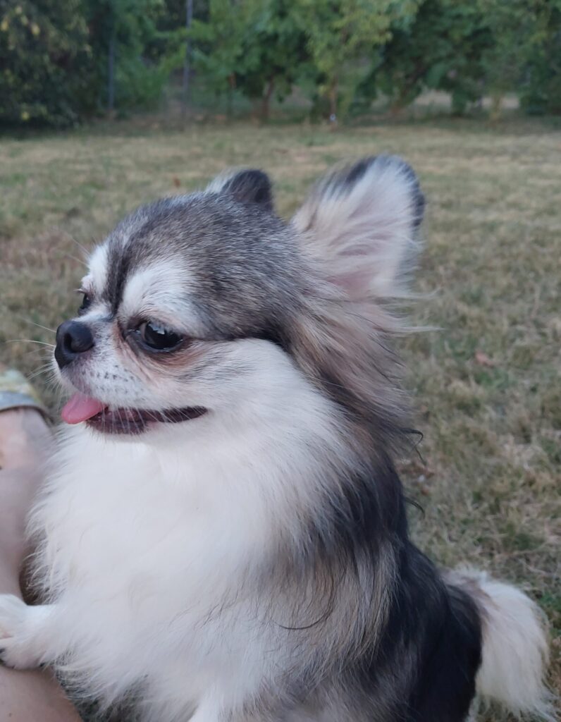 Kleiner Hund im Gras mit Zunge heraus