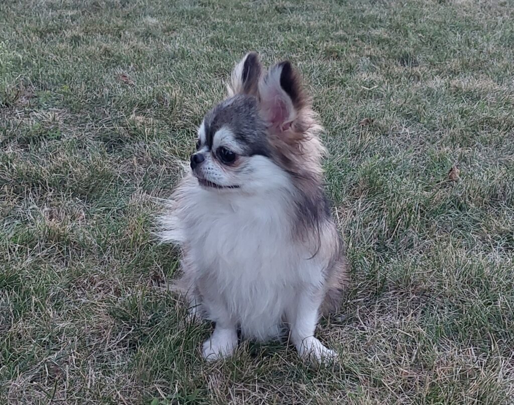 Chihuahua sitzt im Gras mit aufmerksamem Blick.