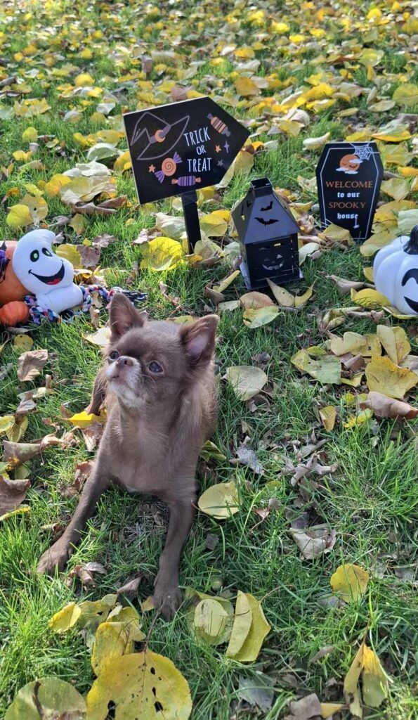 Dog with Halloween decorations on fallen leaves