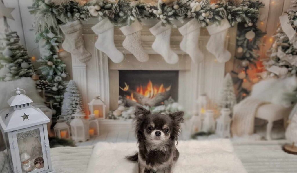 Hund vor weihnachtlich dekoriertem Kamin