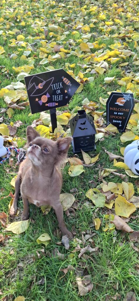 Pes na Halloweenskej výzdobe v tráve.