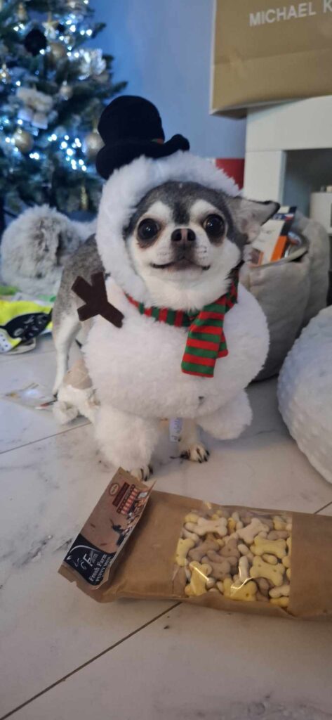 Hund in Schneemann-Kostüm neben Hundekeksen und Weihnachtsbaum.