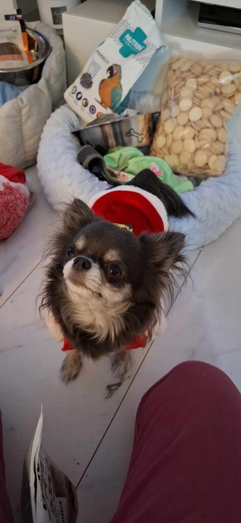 Chihuahua in Santa outfit by pet supplies.