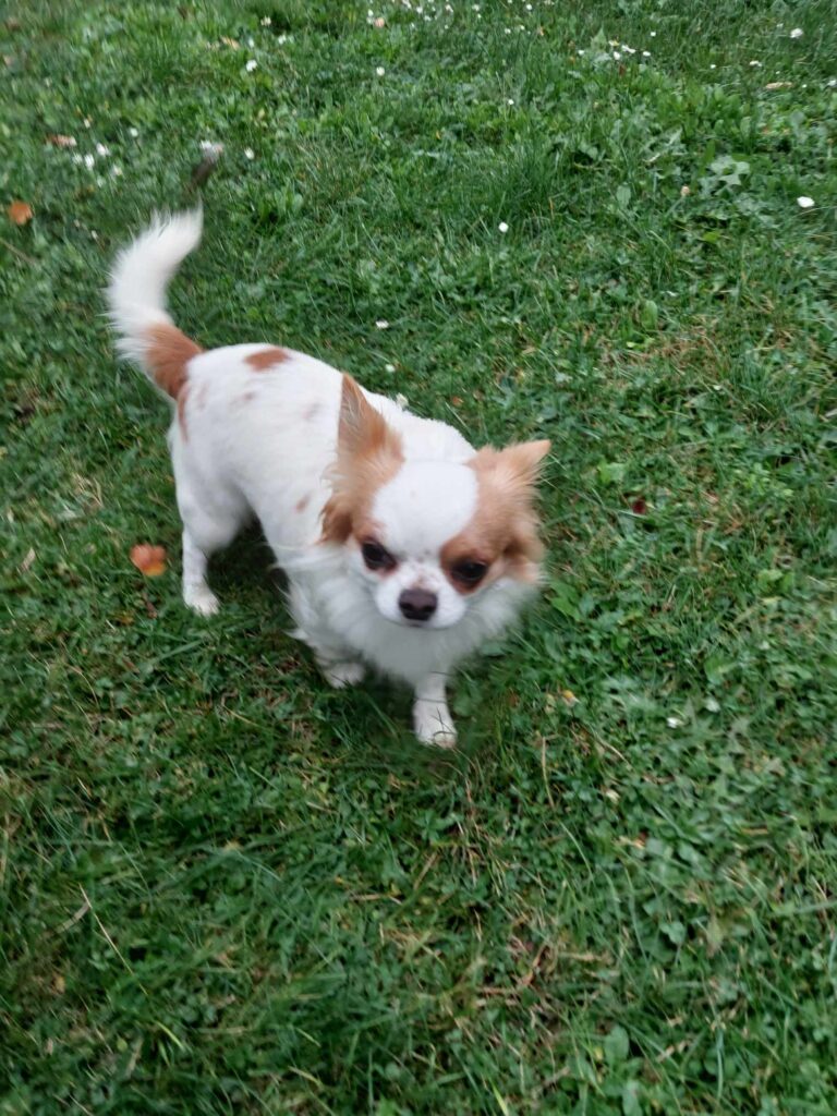 Kleiner Chihuahua auf grünem Rasen stehend