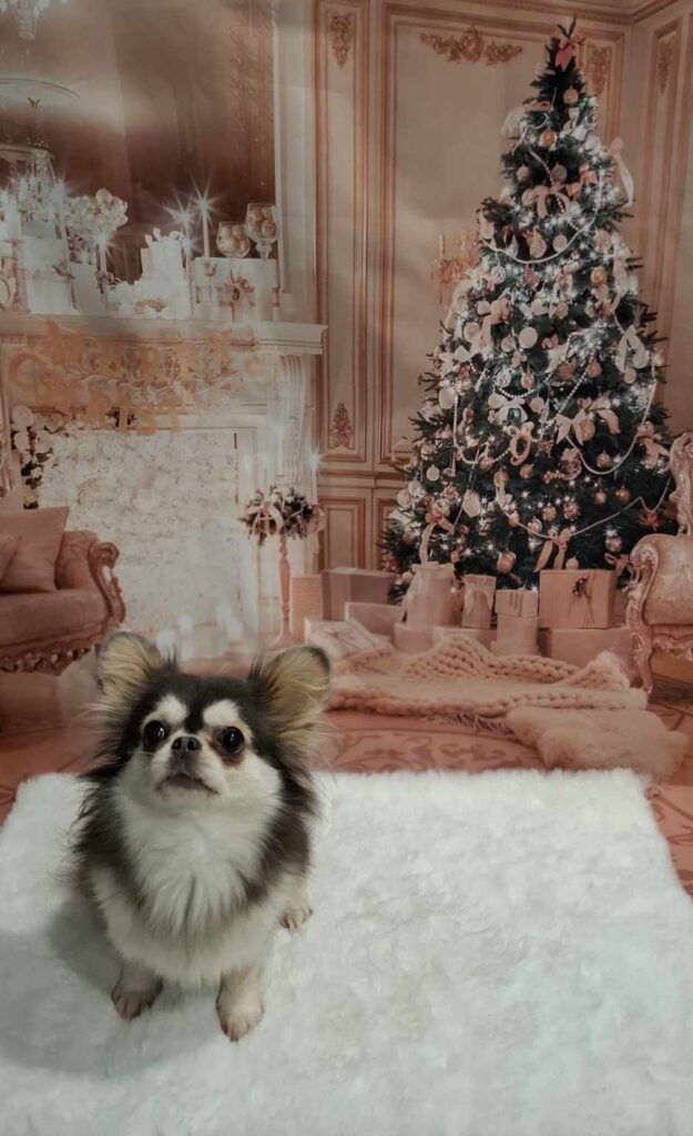 Chihuahua vor Weihnachtsbaum im festlich dekorierten Raum