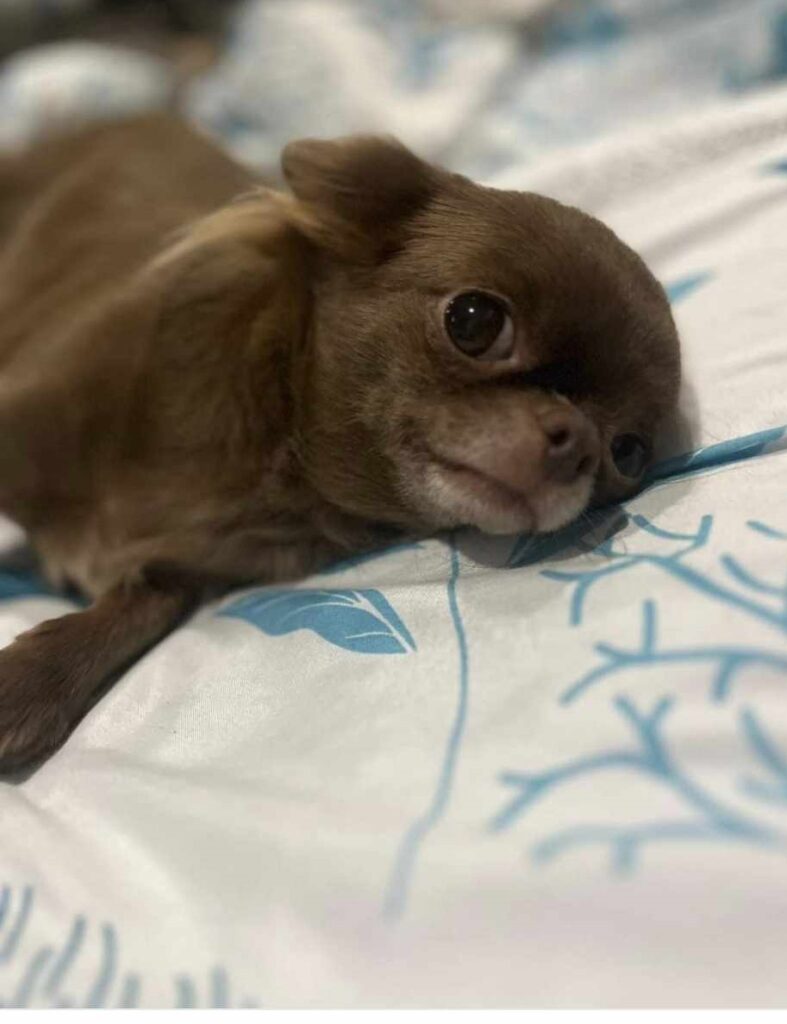 Brown chihuahua lying on patterned bed.