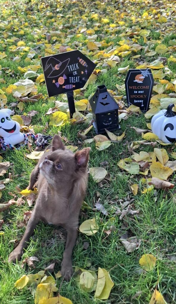 Pes na trávniku s halloween dekoráciami