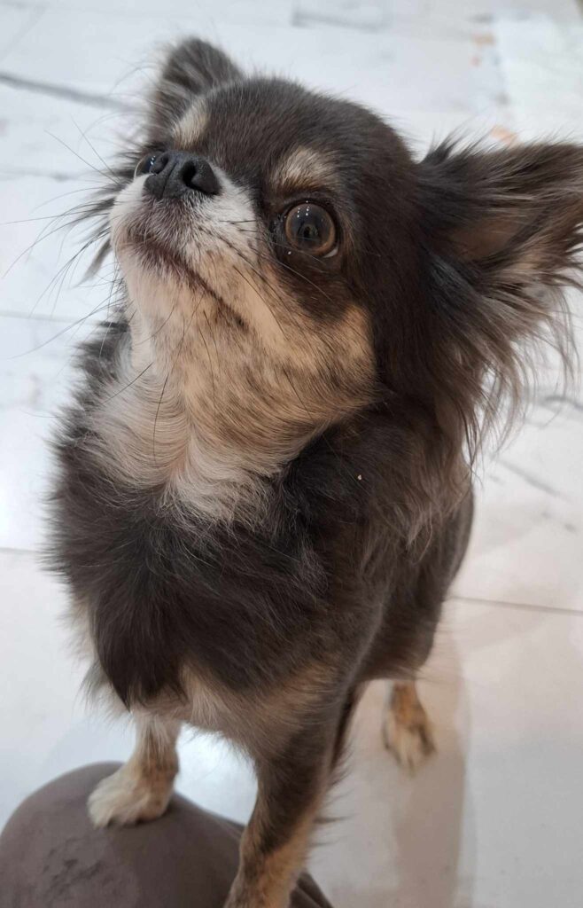 Kleiner brauner Chihuahua schaut nach oben.