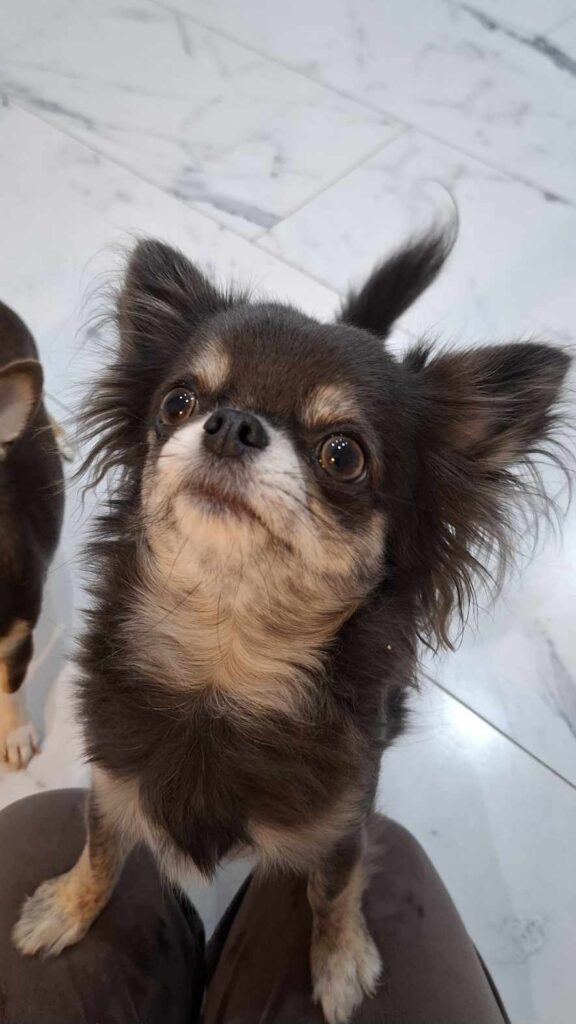 Small long-haired dog looking up