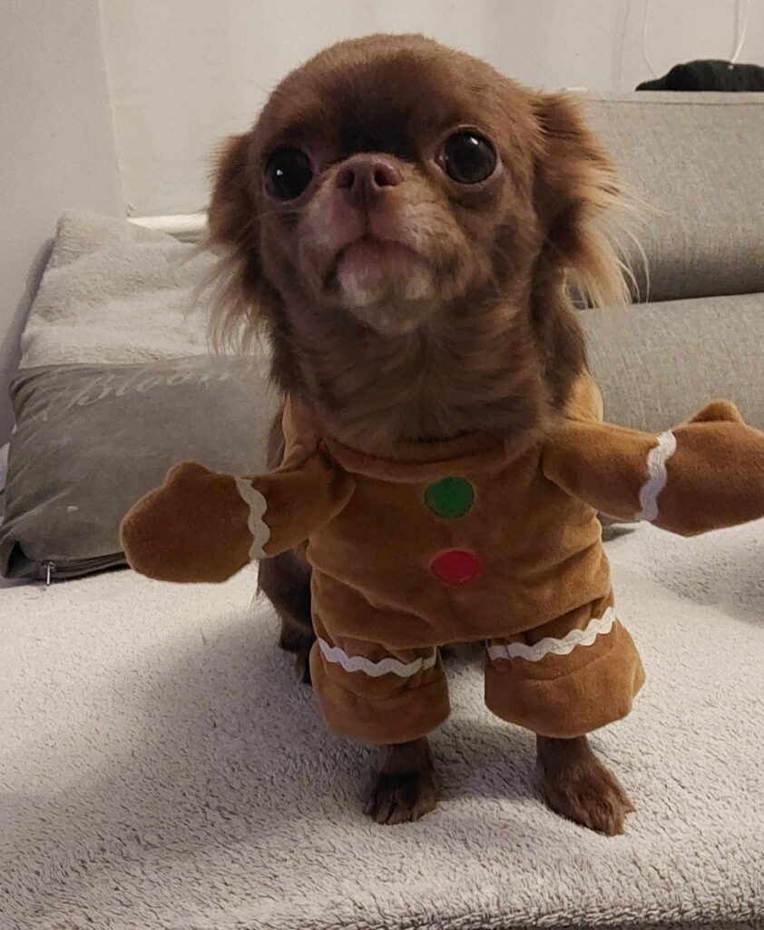 Dog dressed in gingerbread costume on sofa