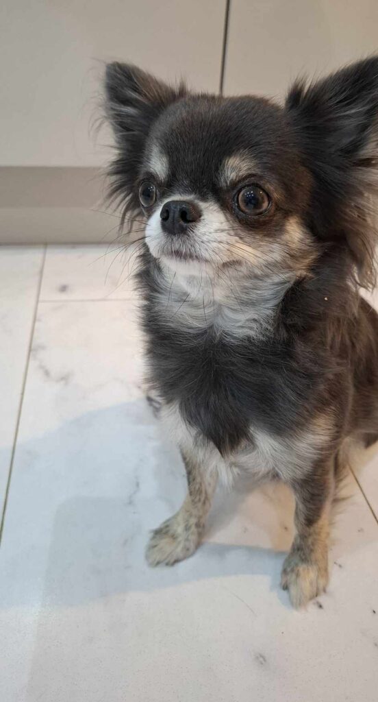 Cute long-haired Chihuahua on tiled floor.