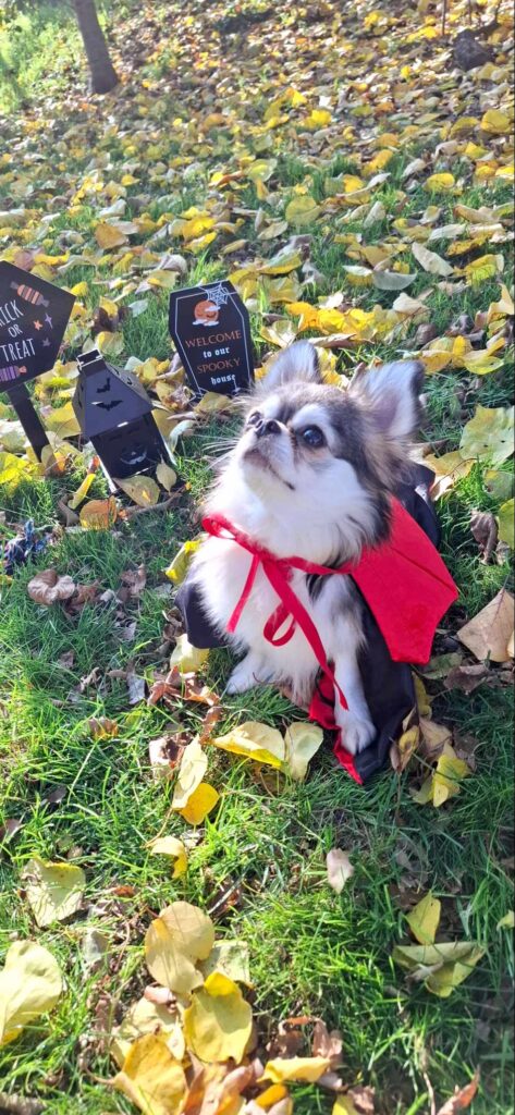 Chihuahua in costume, autumn leaves, Halloween decor