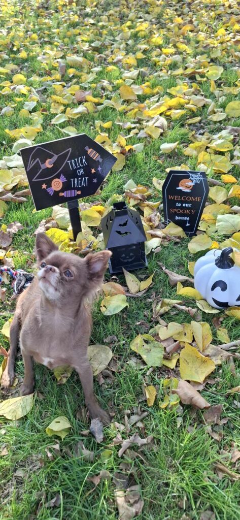 Pes v jesenej scéne s halloweenskou dekoráciou