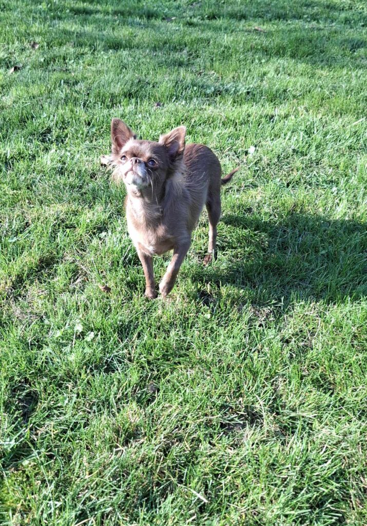 Kleiner Hund steht auf grünem Rasen.