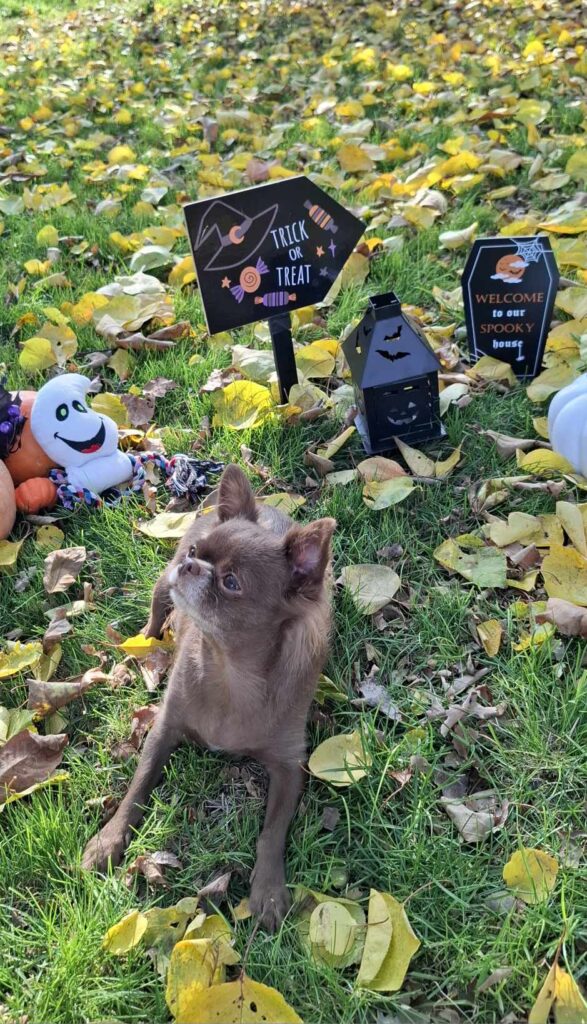 Dog with Halloween decorations on autumn leaves.