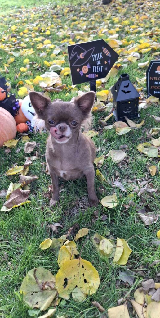 Small dog in Halloween-themed autumn setting.