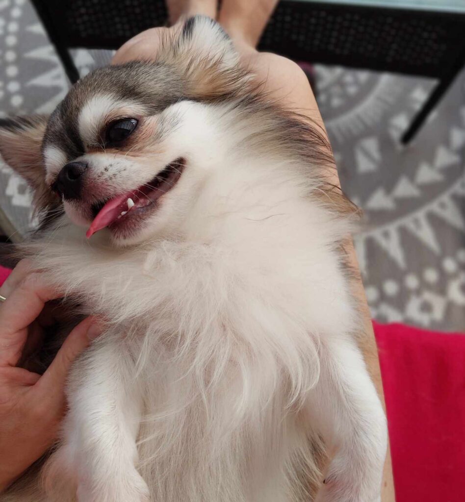 Glücklicher Hund liegt auf dem Schoß in der Sonne.