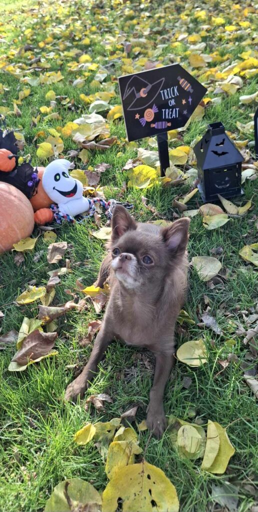 Small dog with autumn Halloween decorations