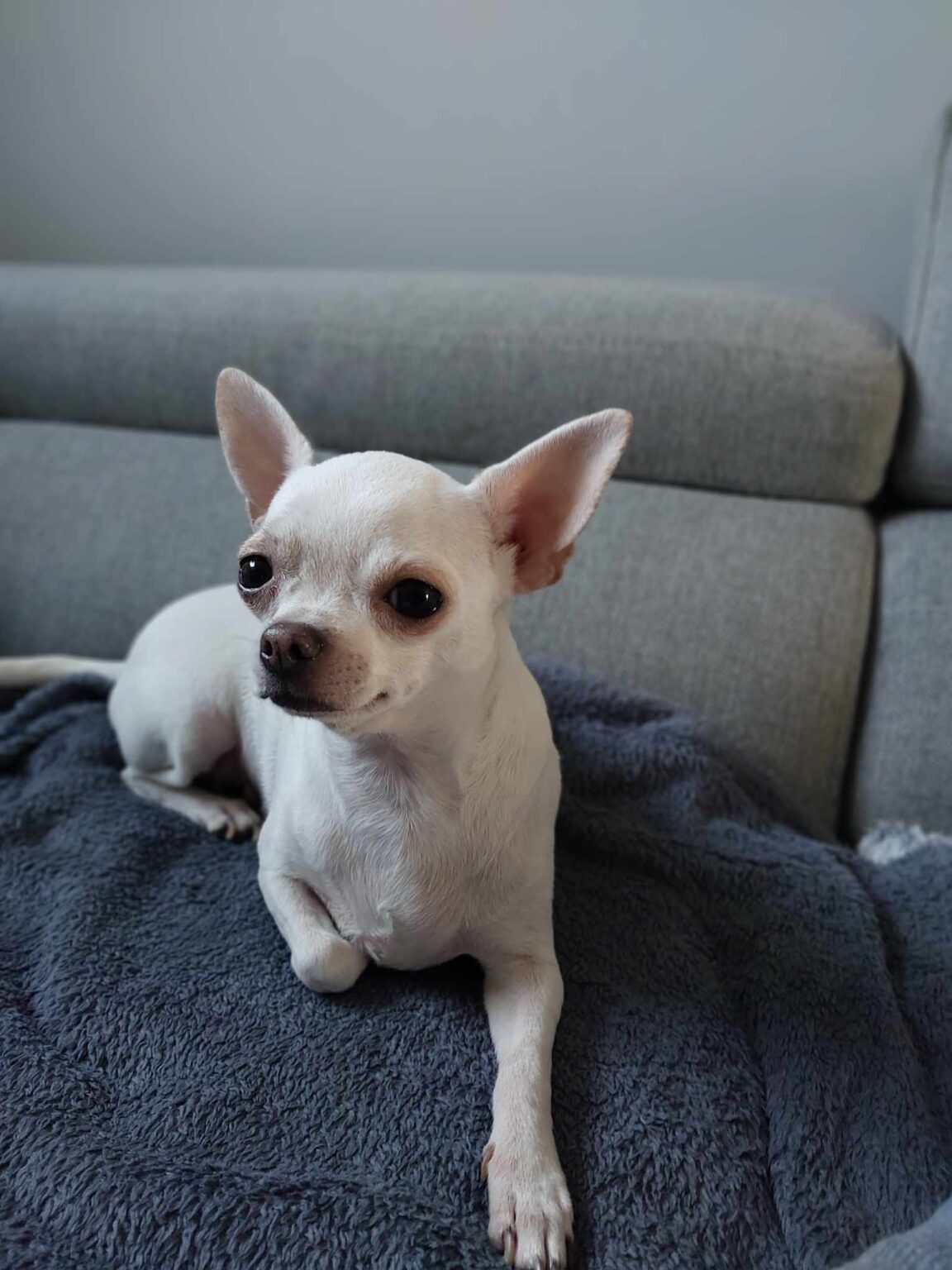 White chihuahua sitting on grey sofa blanket.