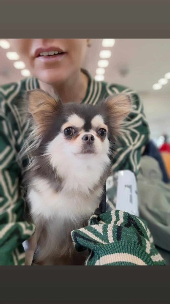 Kleiner Hund im Arm einer Person auf dem Bild.