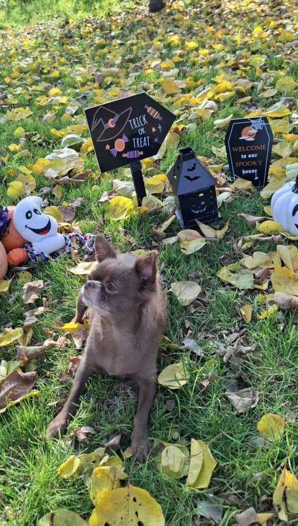 Pes v parku s halloweenskou výzdobou