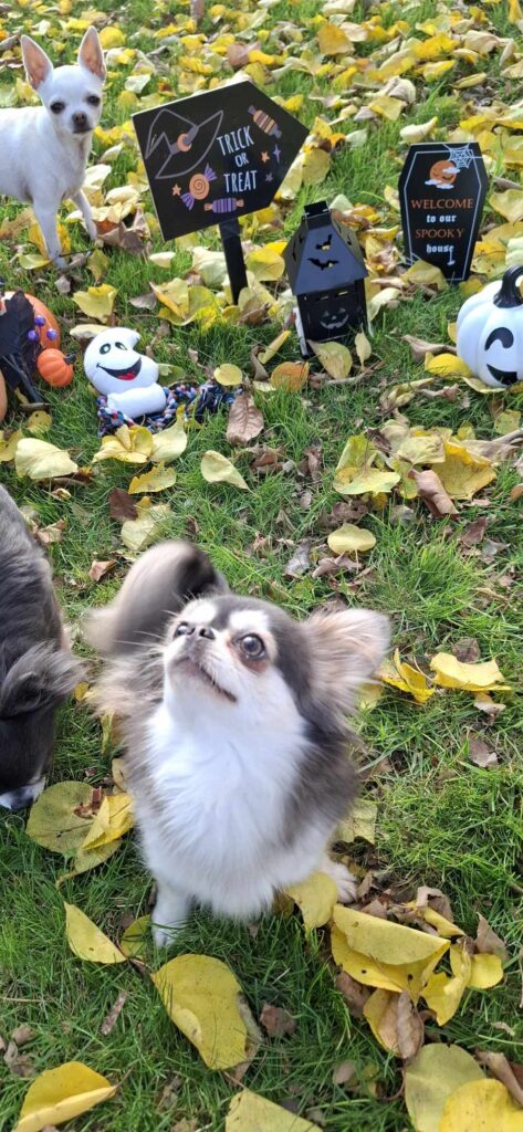 Halloween-Deko mit Chihuahuas im Herbstlaub