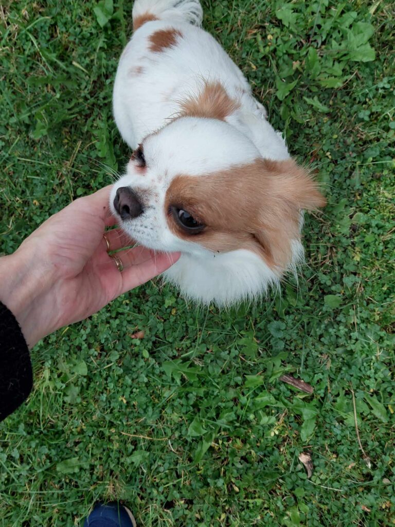 Hand streichelt kleinen Hund auf Wiese