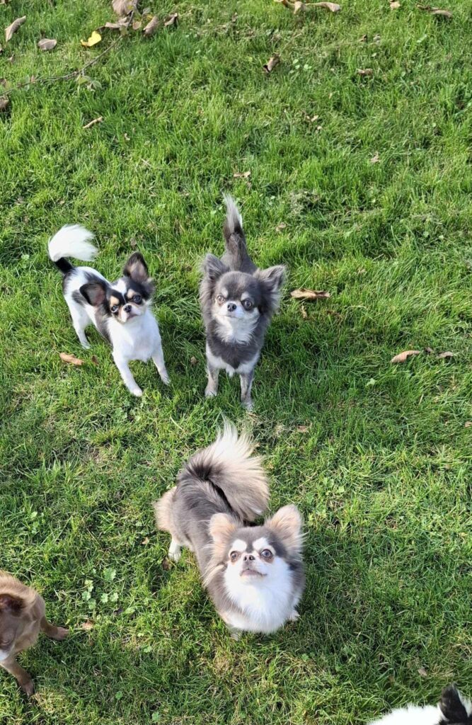Three Chihuahuas on green grass looking upwards