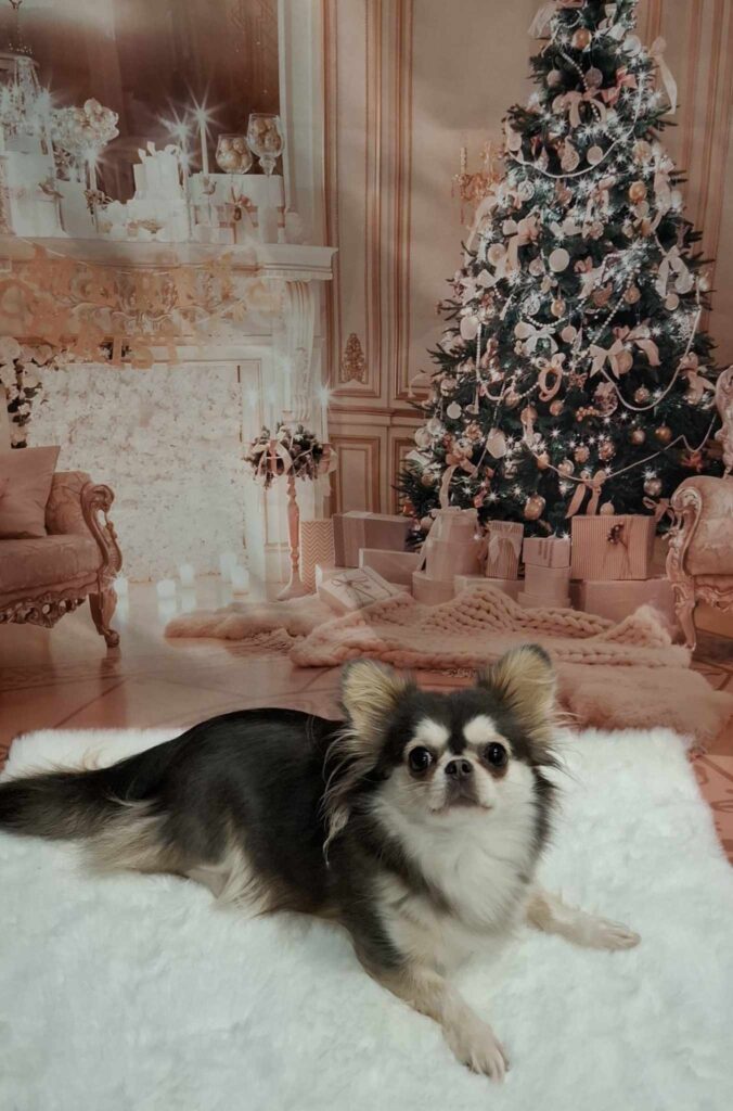 Hund vor Weihnachtsbaum im festlich dekorierten Raum