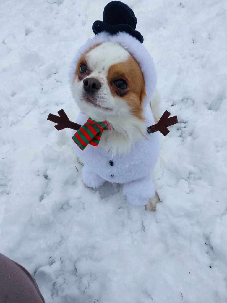 Pes oblečený ako snehuliak na snehu.