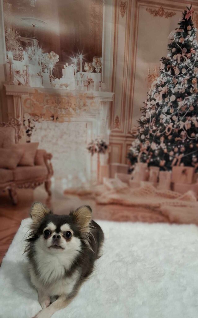 Hund vor Weihnachtsbaum und geschmücktem Kamin sitzend