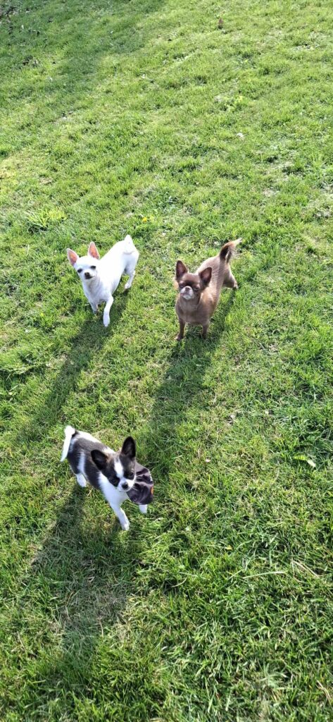 Three small dogs on grassy field