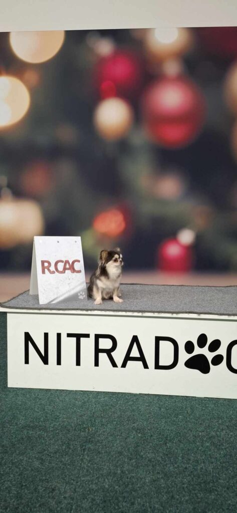 Chihuahua auf Podium bei Hundewettbewerb, Weihnachtsdekoration im Hintergrund.
