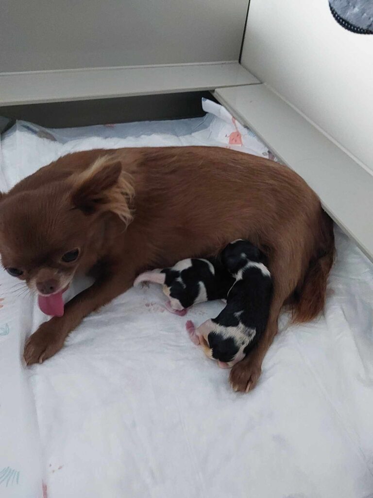 Chihuahua with newborn puppies on white blanket.