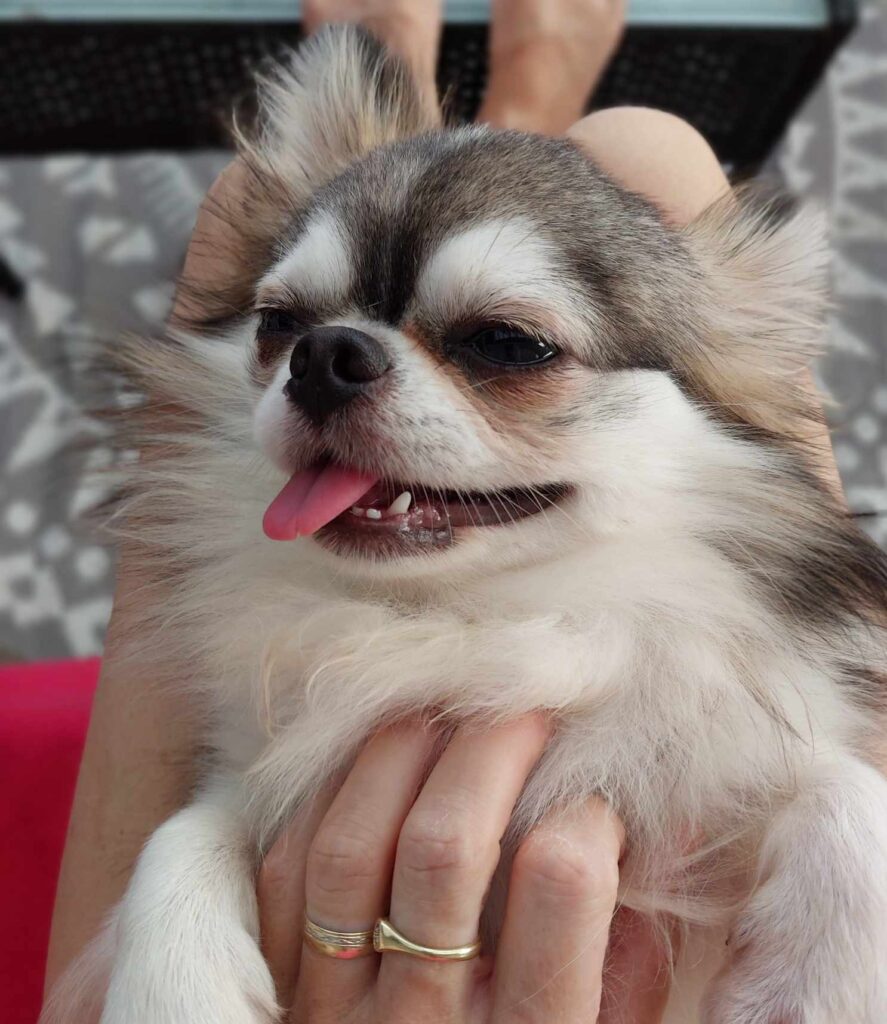 Chihuahua wird liebevoll auf dem Schoß gehalten