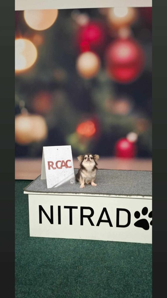 Cute Chihuahua with RCAC award at NITRAD event.
